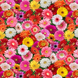 Elizabeth's Studio - Burst of Color Gerbera Daisies - 1/2 YARD CUT