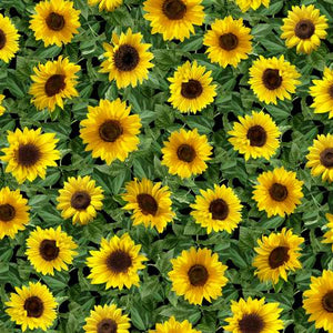 Timeless Treasures - Garden Bouquet - Small Leafy Sunflowers - 1/2 YARD CUT