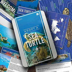 Adopt a Sea Turtle Kit